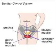 Diagram showing bladder control and pelvic floor muscles related to urinary incontinence